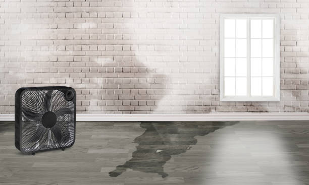 Best Mold removal after water damage  in Due West, SC